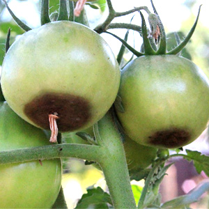 Poca qualità dei frutti con il caldo