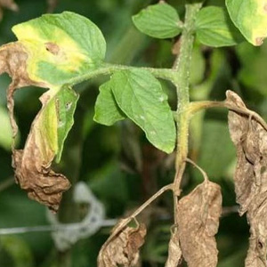 Come proteggere le piante dal caldo e i migliori prodotti per farlo